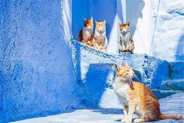 تأملی فلسفی برای درک حیوانات